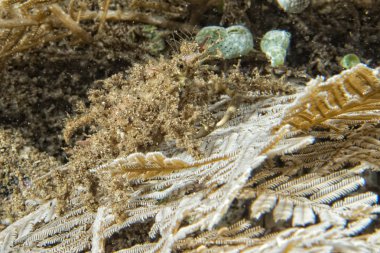 renkli Yalnızcıl Yengeç