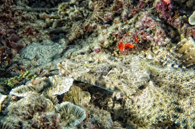 Timsah balığı Endonezya kum üzerinde