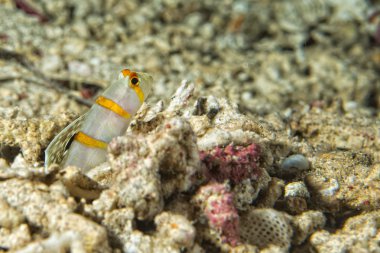 kaya balığı balık