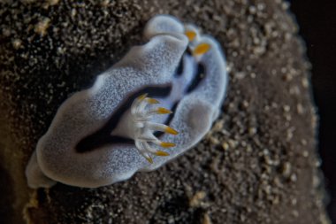 chromodoris COI omurgasızını 