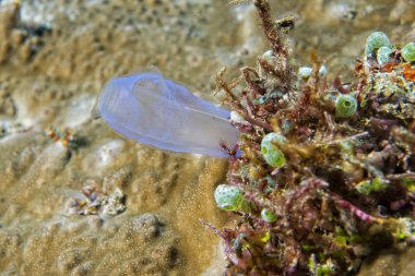 Endonezya'da dalış yaparken sert mercan makro detay