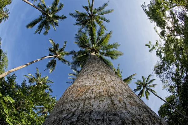 Kokosnussbaum aus der Vogelperspektive — Stockfoto