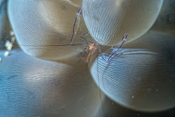 Vir philippinensis креветки в бульбашковому коралі — стокове фото