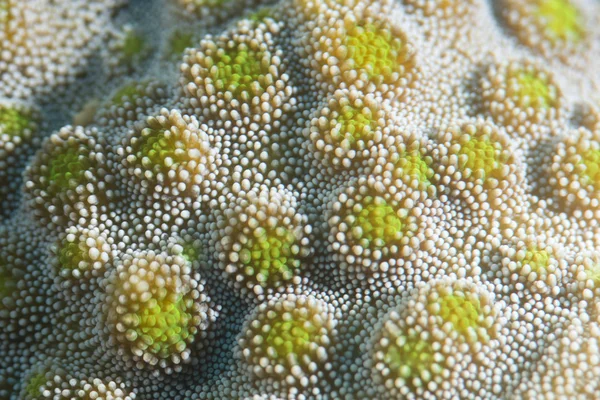 Detalhe macro coral duro enquanto mergulha na Indonésia — Fotografia de Stock