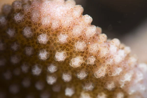 Hard coral macro detail while diving in Indonesia — Stock Photo, Image