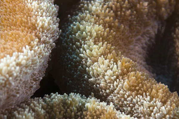 Detalhe macro coral duro enquanto mergulha na Indonésia — Fotografia de Stock