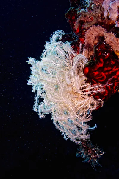 Detalhe macro coral duro enquanto mergulha na Indonésia — Fotografia de Stock