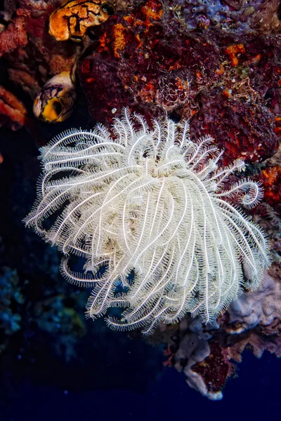 Hårda koraller makro detalj medan dykning i Indonesien — Stockfoto