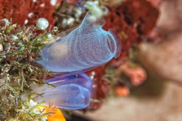 Endonezya'da dalış yaparken sert mercan makro detay — Stok fotoğraf