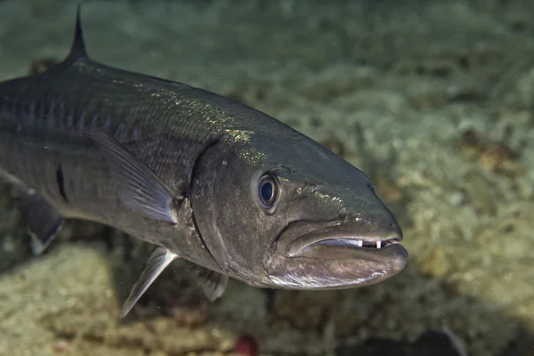 Barracuda Pesce sott'acqua — Foto Stock