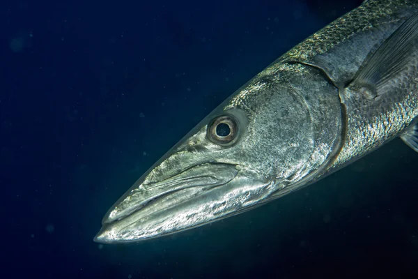 Barracuda Fish underwater — Stock Photo, Image