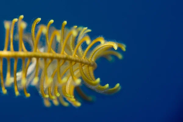 Detalhe macro coral duro enquanto mergulha na Indonésia — Fotografia de Stock