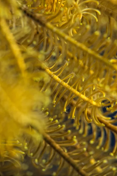 Detalhe macro coral duro enquanto mergulha na Indonésia — Fotografia de Stock