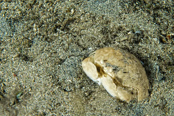 Een kleurrijke heremietkreeften — Stockfoto