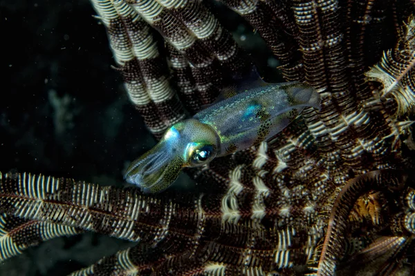 Squid cuttlefish underwater — Stock Photo, Image