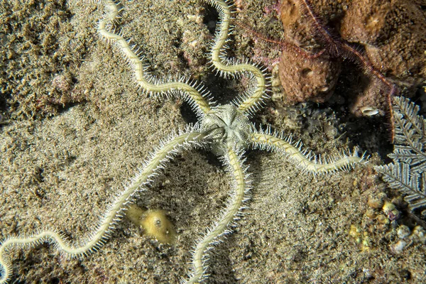 海星的礁多彩的水下地貌 — 图库照片
