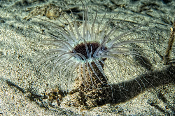 Ein ceriantus underwater sea yellow flower worm in cebu philippinen — Stockfoto