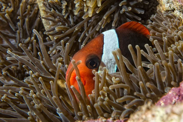 Clown fish while looking at you from anemone — Stock Photo, Image