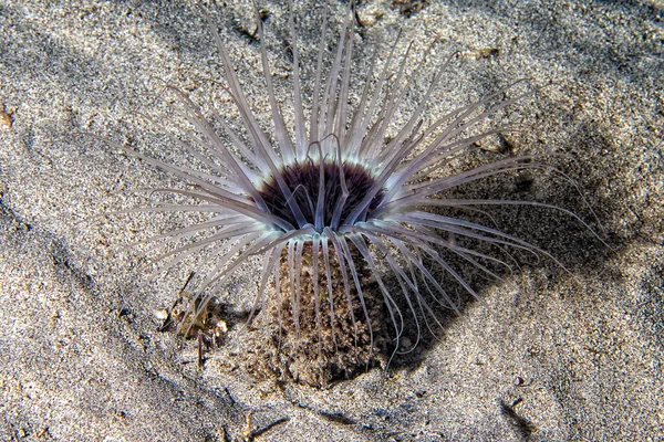 A ceriantus underwater sea yellow flower worm in Cebu Philippines — Stock Photo, Image