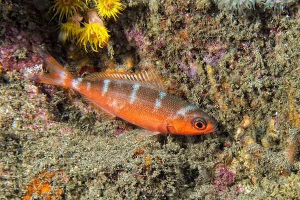 Kleurrijke vissen geïsoleerd op koraal — Stockfoto