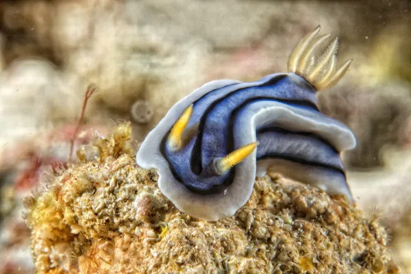 Chromodoris coi nudibranquio — Foto de Stock