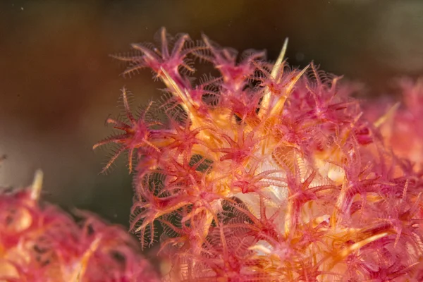 Detalhe macro coral duro enquanto mergulha na Indonésia — Fotografia de Stock