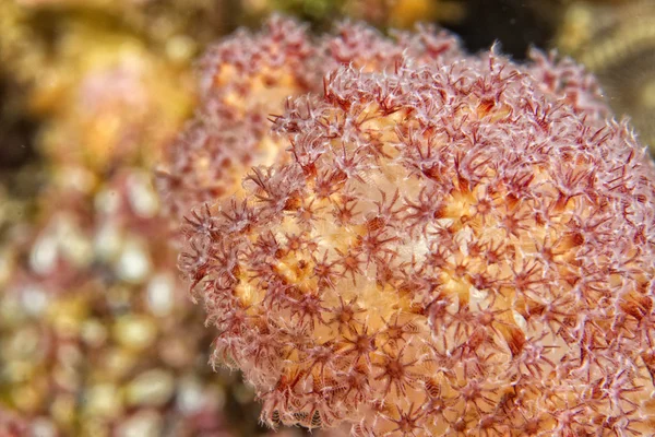 Detalhe macro coral duro enquanto mergulha na Indonésia — Fotografia de Stock