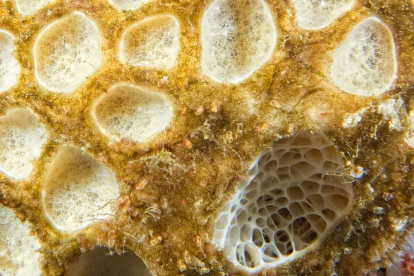 Жорстких коралові макрос деталей при пірнає в Індонезії — стокове фото