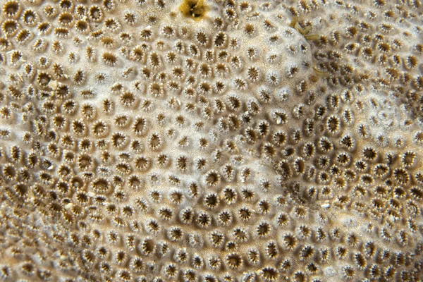 Macro detalle de coral duro mientras bucea en Indonesia — Foto de Stock