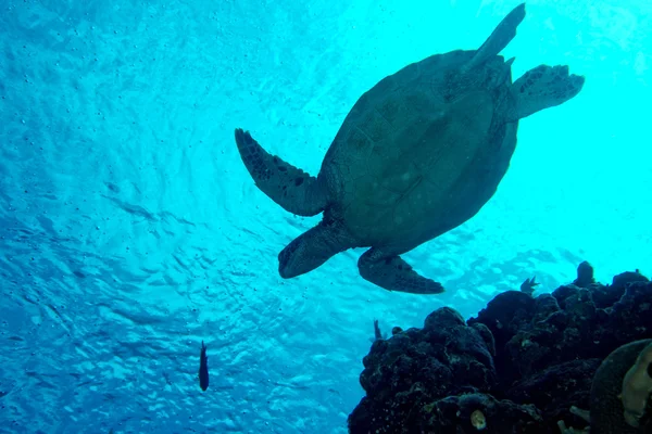 Portret sea turtle bliska patrząc na Ciebie — Zdjęcie stockowe