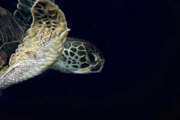 Ένα πορτρέτο της θαλάσσιας χελώνας κοντινό πλάνο ενώ ψάχνει σε σας — Φωτογραφία Αρχείου