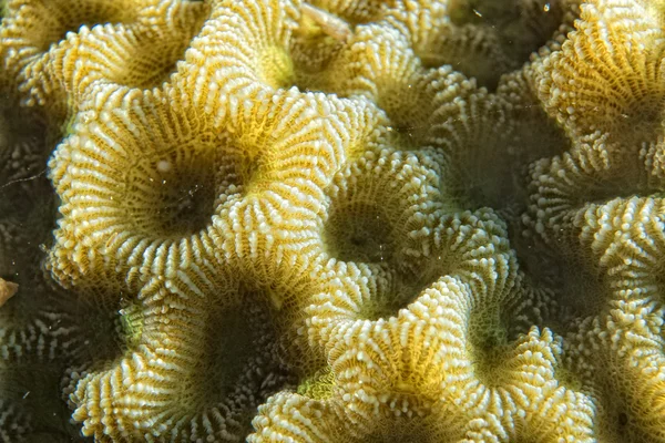 Macro detalle de coral duro mientras bucea en Indonesia — Foto de Stock