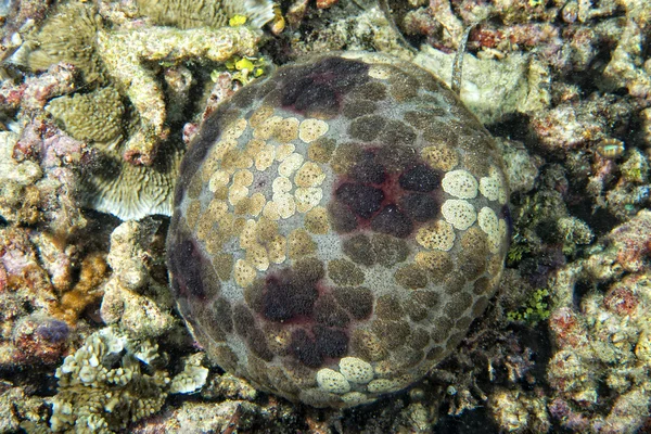 Sjöstjärnor i en färgglad undervattenslandskap reef — Stockfoto