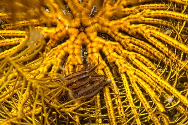 Um caranguejo eremita colorido — Fotografia de Stock