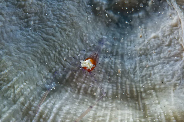 Un gamberetto pop corn colorato su macro corallo morbido rosso — Foto Stock