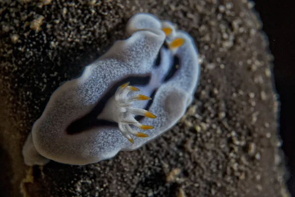 Chromodoris ΠΧΠ nudibranch — Φωτογραφία Αρχείου