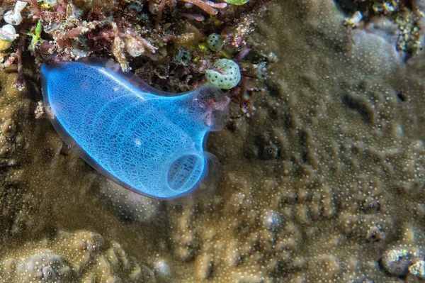 Harde koraal macro detail tijdens het duiken in Indonesië — Stockfoto