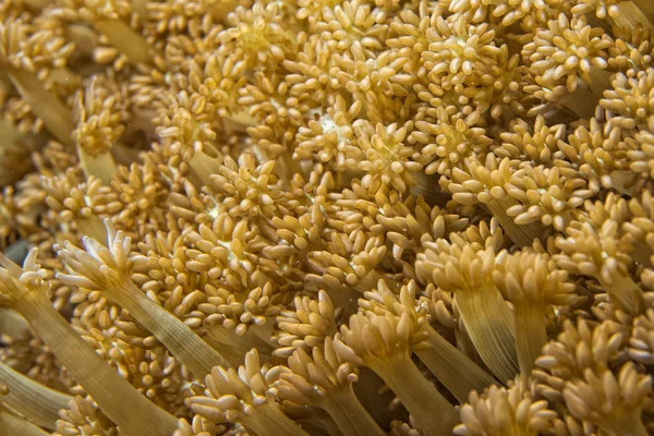 Жесткие коралловые детали — стоковое фото