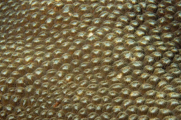 Dettaglio corallo duro — Foto Stock