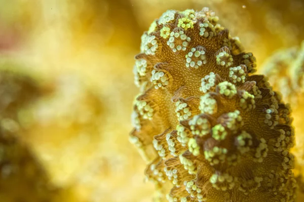 Detalhe coral duro — Fotografia de Stock