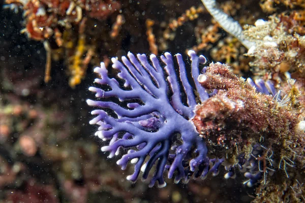 Detalhe coral duro — Fotografia de Stock