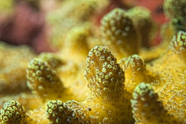 Hard coral detail — Stock Photo, Image