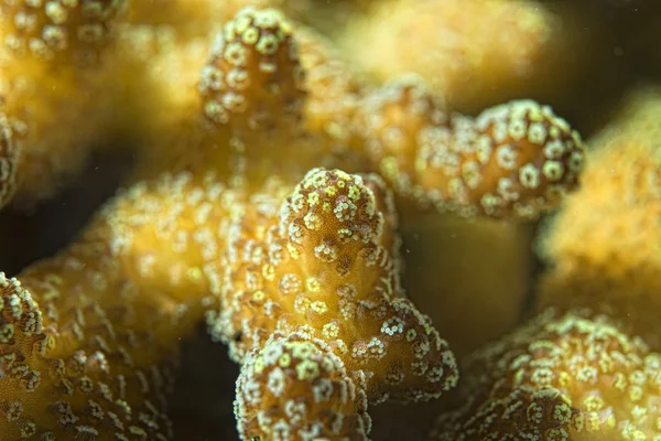 Hard coral detail — Stock Photo, Image