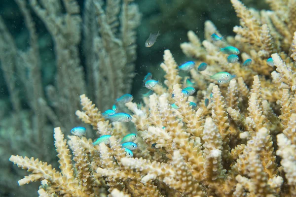 Detalhe coral duro — Fotografia de Stock