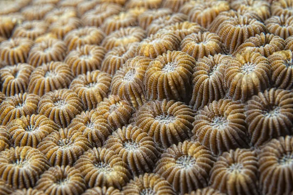 Dettaglio corallo duro — Foto Stock