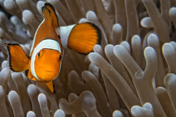 Clown fisk medan du tittar på dig från anemone — Stockfoto