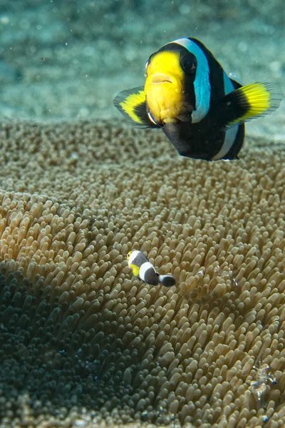 Pesce pagliaccio mentre ti guarda da anemone — Foto Stock