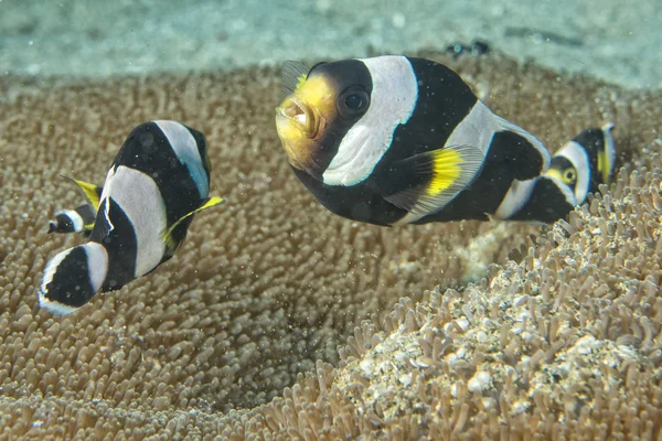 Pesce pagliaccio mentre ti guarda da anemone — Foto Stock