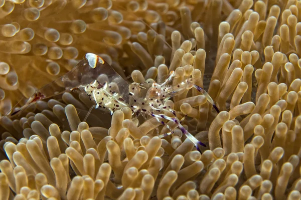 Shrimp inside anemone — Stock Photo, Image