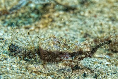 Pegasus balık portre